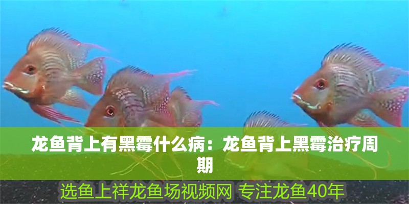 龍魚背上有黑霉什么病：龍魚背上黑霉治療周期