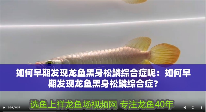 如何早期發現龍魚黑身松鱗綜合癥呢：如何早期發現龍魚黑身松鱗綜合癥？