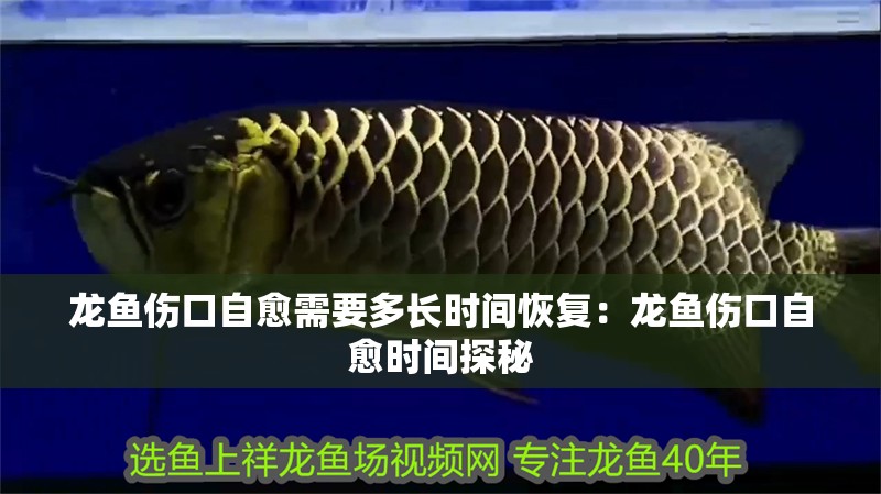 龍魚傷口自愈需要多長時間恢復：龍魚傷口自愈時間探秘
