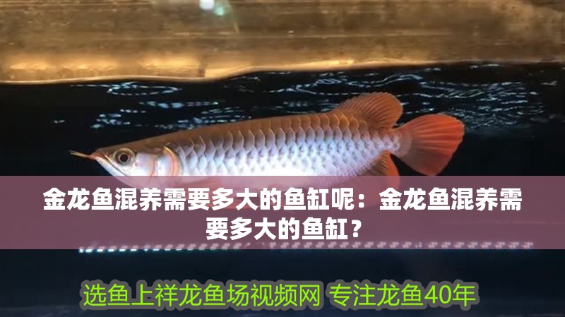 金龍魚混養(yǎng)需要多大的魚缸呢：金龍魚混養(yǎng)需要多大的魚缸？