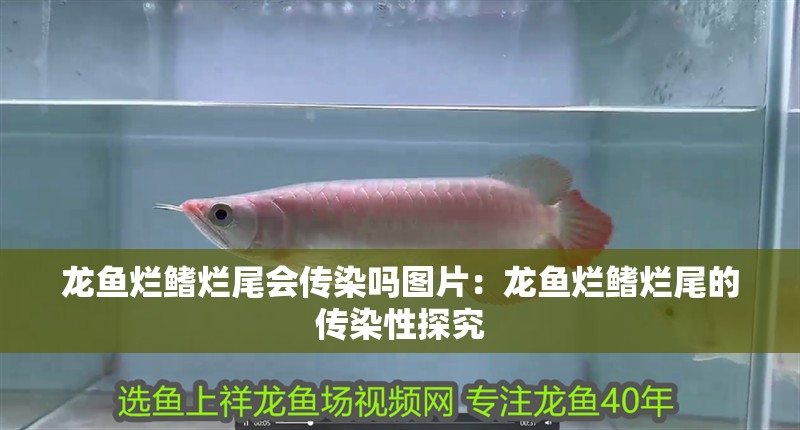 龍魚爛鰭爛尾會傳染嗎圖片：龍魚爛鰭爛尾的傳染性探究