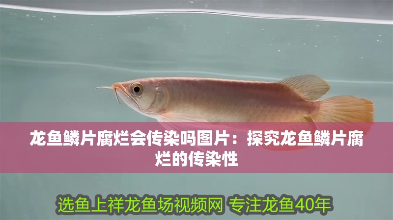 龍魚鱗片腐爛會傳染嗎圖片：探究龍魚鱗片腐爛的傳染性
