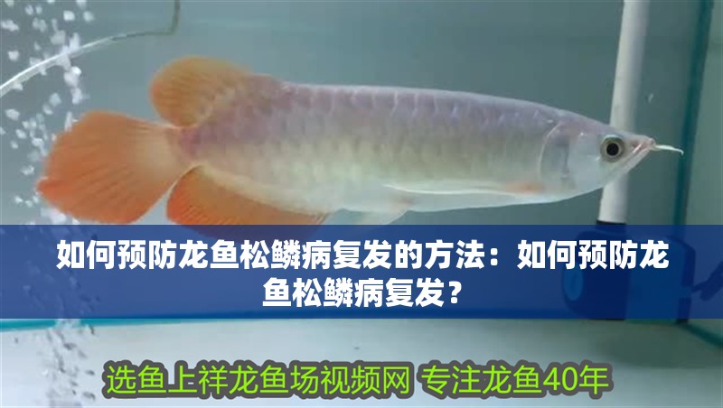 如何預防龍魚松鱗病復發的方法：如何預防龍魚松鱗病復發？