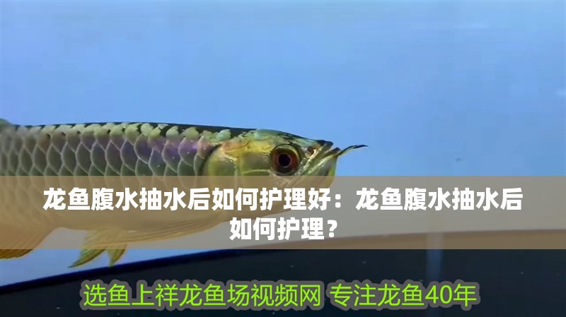 龍魚腹水抽水后如何護理好：龍魚腹水抽水后如何護理？