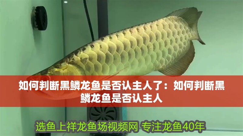 如何判斷黑鱗龍魚是否認主人了：如何判斷黑鱗龍魚是否認主人