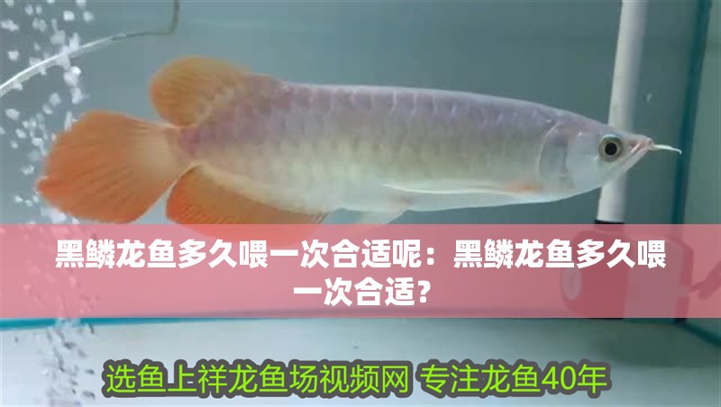 黑鱗龍魚多久喂一次合適呢：黑鱗龍魚多久喂一次合適？