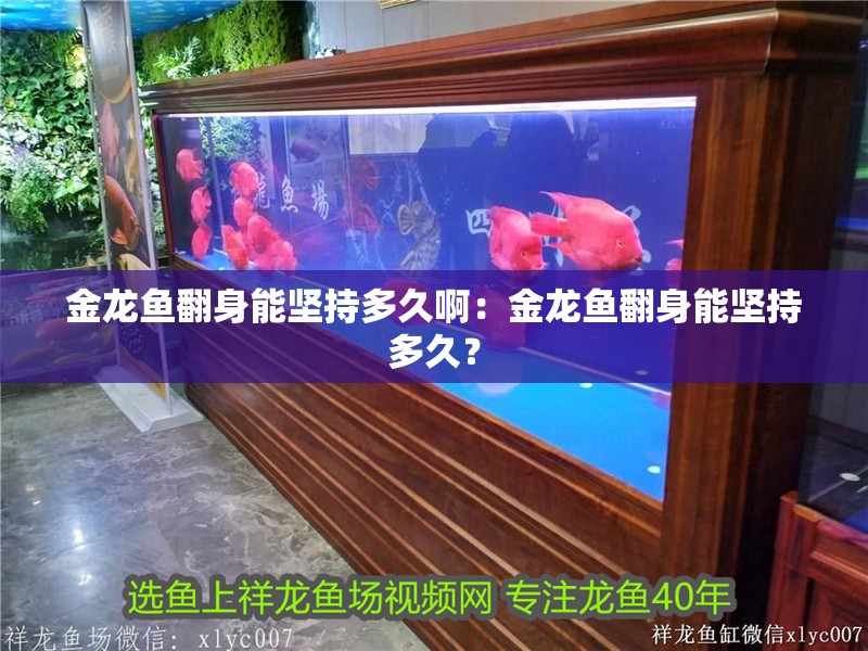 金龍魚翻身能堅持多久啊：金龍魚翻身能堅持多久？