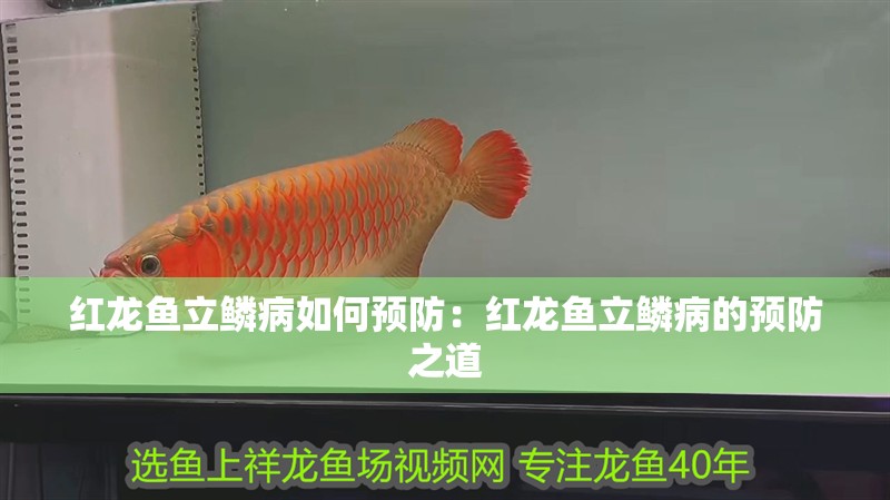紅龍魚立鱗病如何預防：紅龍魚立鱗病的預防之道