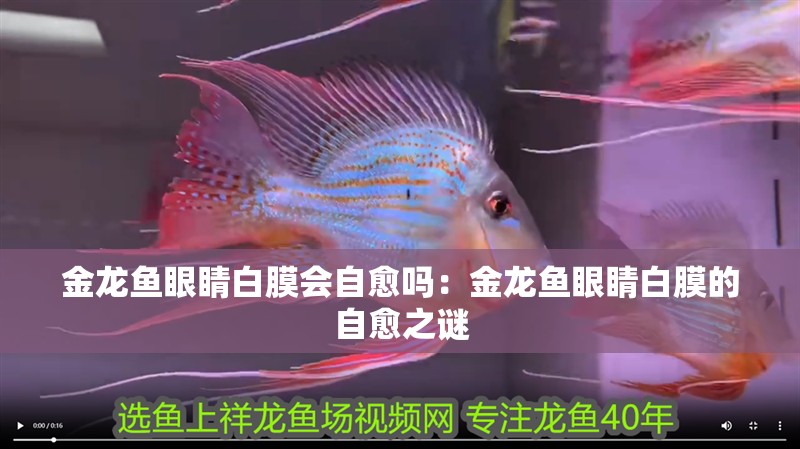 金龍魚眼睛白膜會(huì)自愈嗎：金龍魚眼睛白膜的自愈之謎