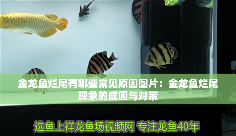 金龍魚爛尾有哪些常見原因圖片：金龍魚爛尾現(xiàn)象的成因與對策