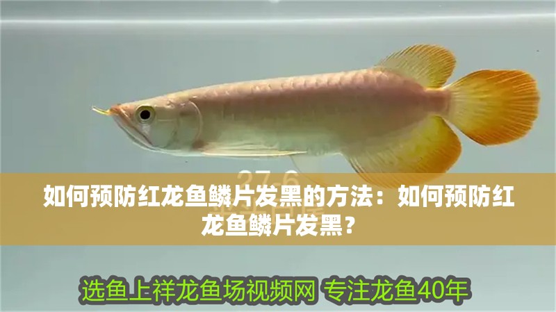 如何預(yù)防紅龍魚鱗片發(fā)黑的方法：如何預(yù)防紅龍魚鱗片發(fā)黑？