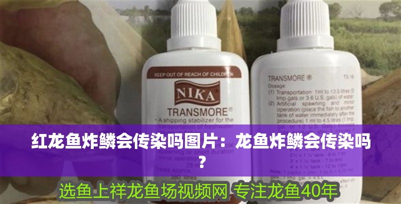 紅龍魚炸鱗會(huì)傳染嗎圖片：龍魚炸鱗會(huì)傳染嗎？