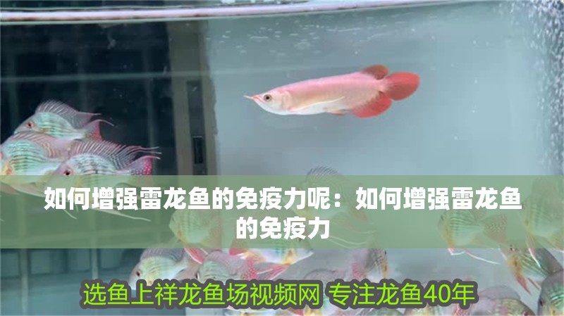 如何增強雷龍魚的免疫力呢：如何增強雷龍魚的免疫力
