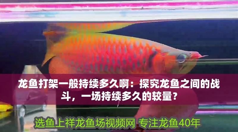 龍魚打架一般持續多久啊：探究龍魚之間的戰斗，一場持續多久的較量？