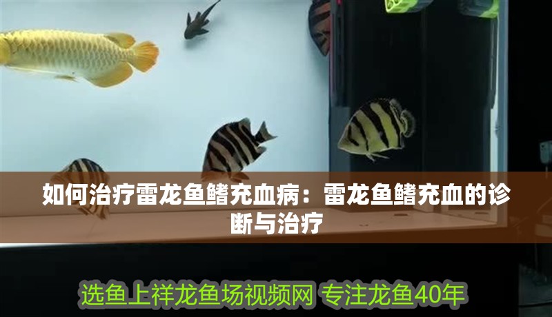 如何治療雷龍魚鰭充血?。豪堲~鰭充血的診斷與治療