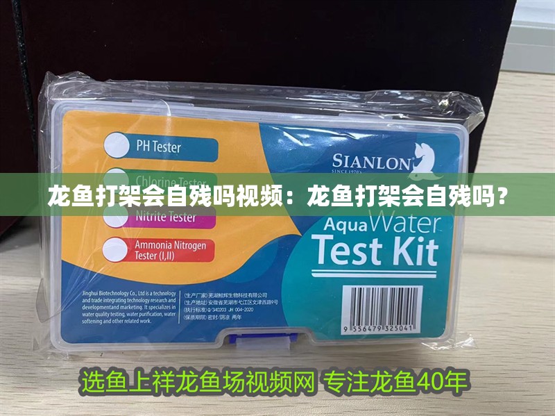 龍魚打架會自殘嗎視頻：龍魚打架會自殘嗎？