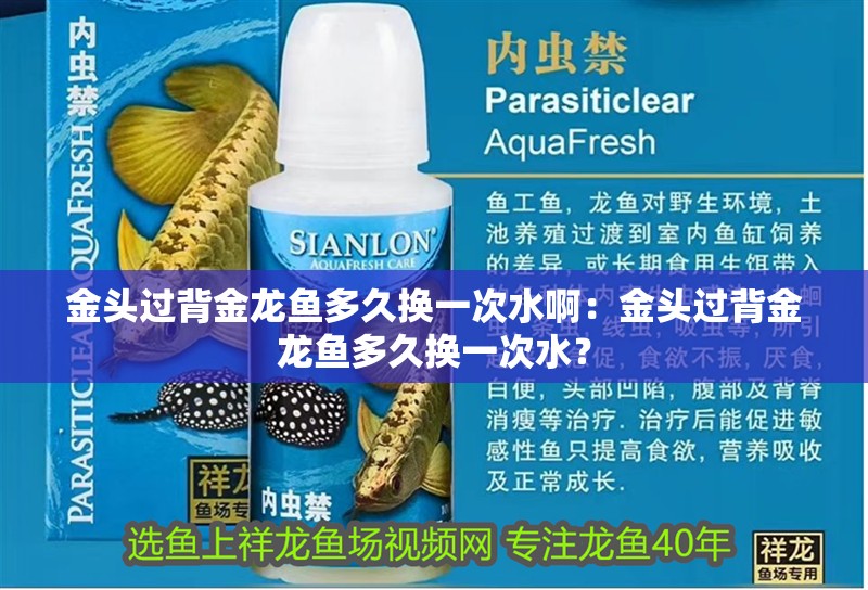 金頭過背金龍魚多久換一次水?。航痤^過背金龍魚多久換一次水？