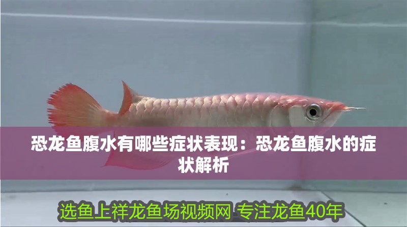 恐龍魚腹水有哪些癥狀表現：恐龍魚腹水的癥狀解析