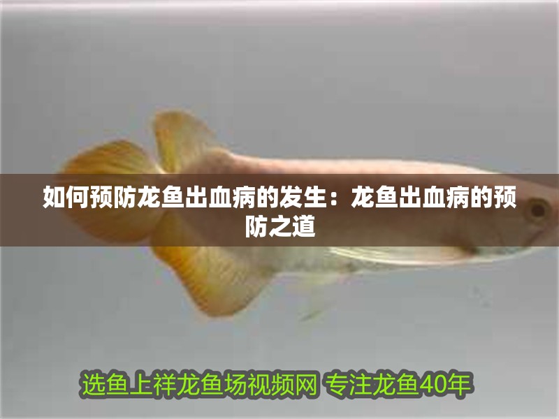 如何預(yù)防龍魚出血病的發(fā)生：龍魚出血病的預(yù)防之道