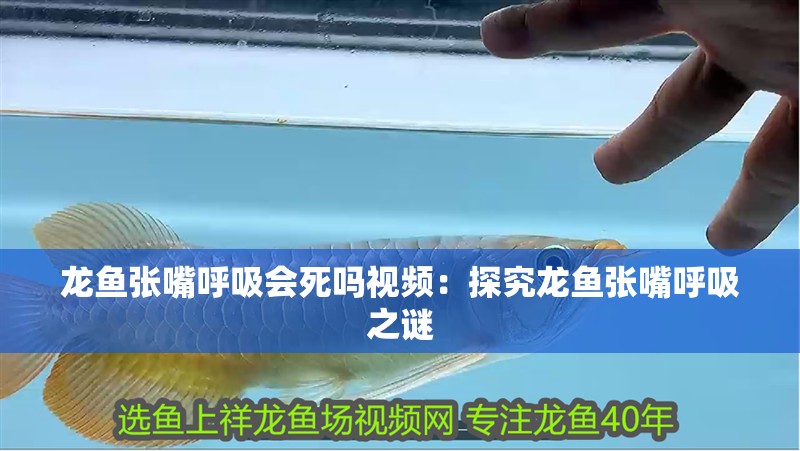 龍魚張嘴呼吸會死嗎視頻：探究龍魚張嘴呼吸之謎