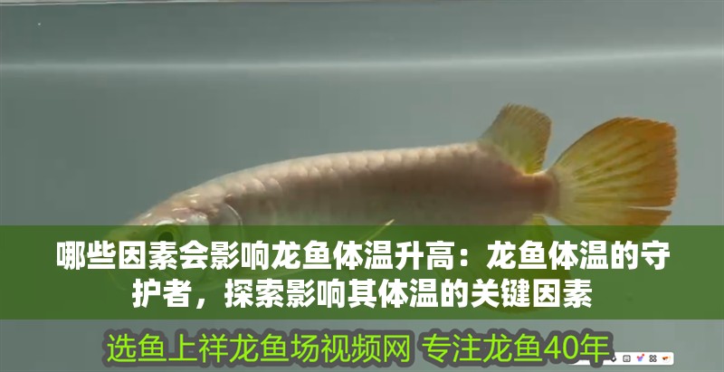 哪些因素會影響龍魚體溫升高：龍魚體溫的守護者，探索影響其體溫的關鍵因素