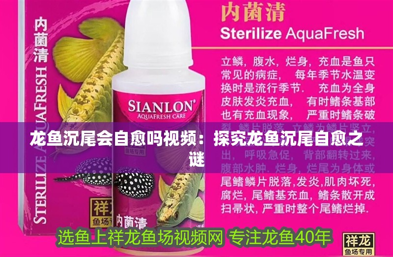 龍魚沉尾會(huì)自愈嗎視頻：探究龍魚沉尾自愈之謎