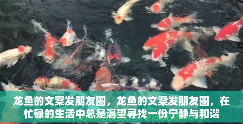 龍魚的文案發(fā)朋友圈，龍魚的文案發(fā)朋友圈，在忙碌的生活中總是渴望尋找一份寧靜與和諧 龍魚的文案發(fā)朋友圈，龍魚的文案發(fā)朋友圈，在忙碌的生活中總是渴望尋找一份寧靜與和諧 龍魚百科 第2張
