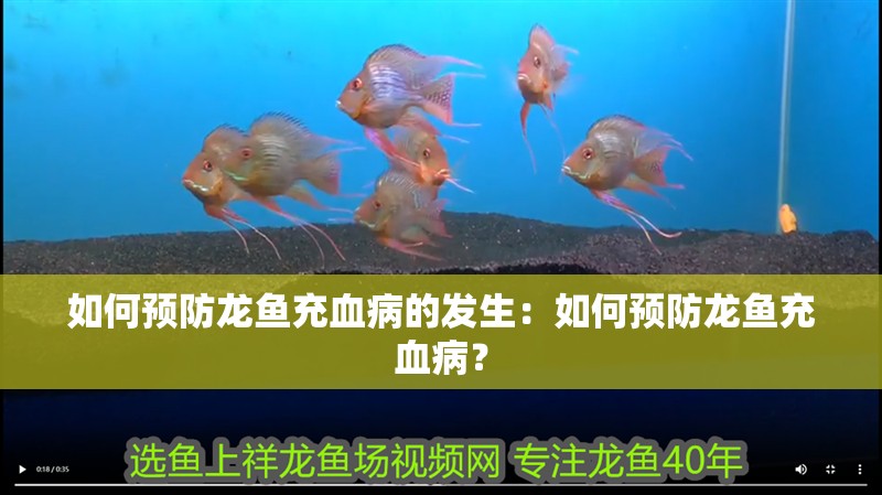 如何預(yù)防龍魚充血病的發(fā)生：如何預(yù)防龍魚充血病？