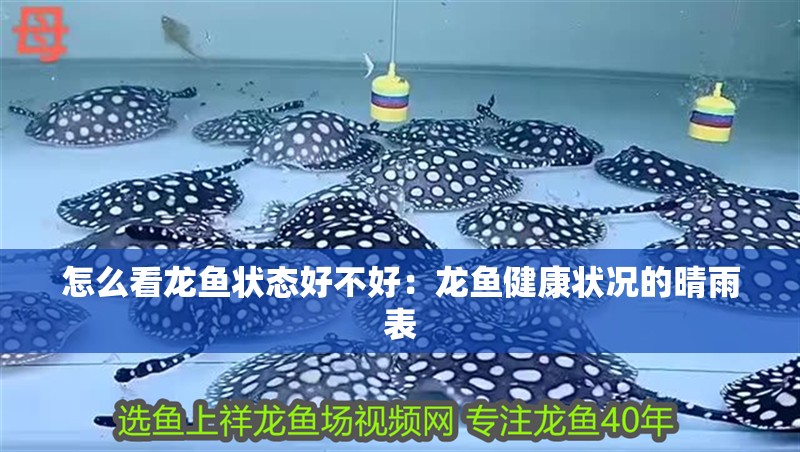 怎么看龍魚(yú)狀態(tài)好不好：龍魚(yú)健康狀況的晴雨表