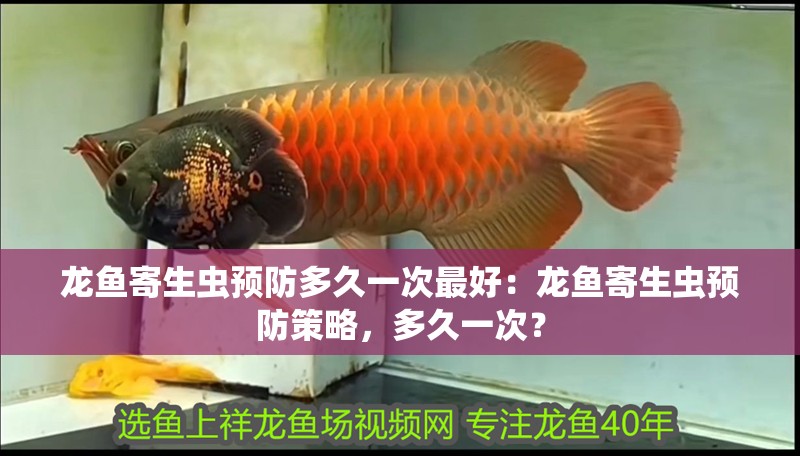 龍魚寄生蟲預(yù)防多久一次最好：龍魚寄生蟲預(yù)防策略，多久一次？