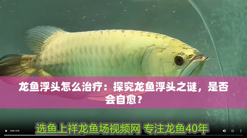 龍魚浮頭怎么治療：探究龍魚浮頭之謎，是否會自愈？