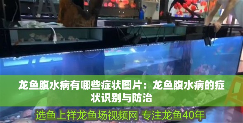 龍魚腹水病有哪些癥狀圖片：龍魚腹水病的癥狀識別與防治