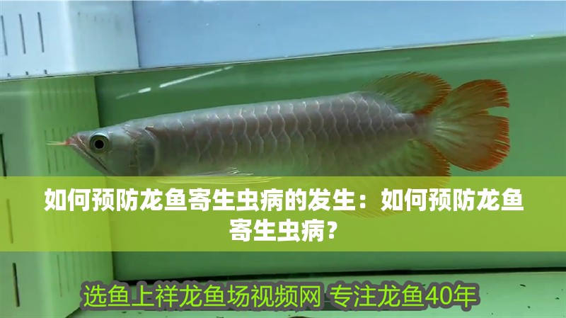 如何預防龍魚寄生蟲病的發生：如何預防龍魚寄生蟲病？
