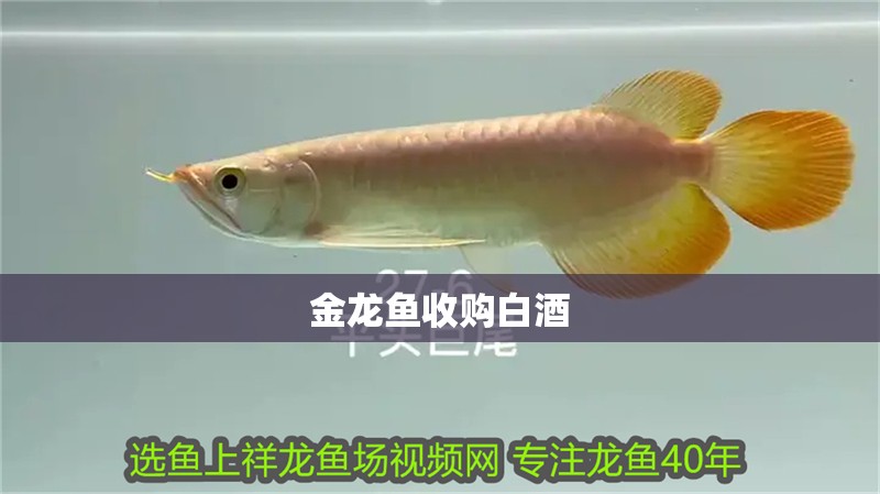 金龍魚收購白酒