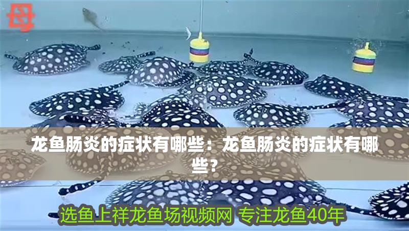 龍魚腸炎的癥狀有哪些：龍魚腸炎的癥狀有哪些？