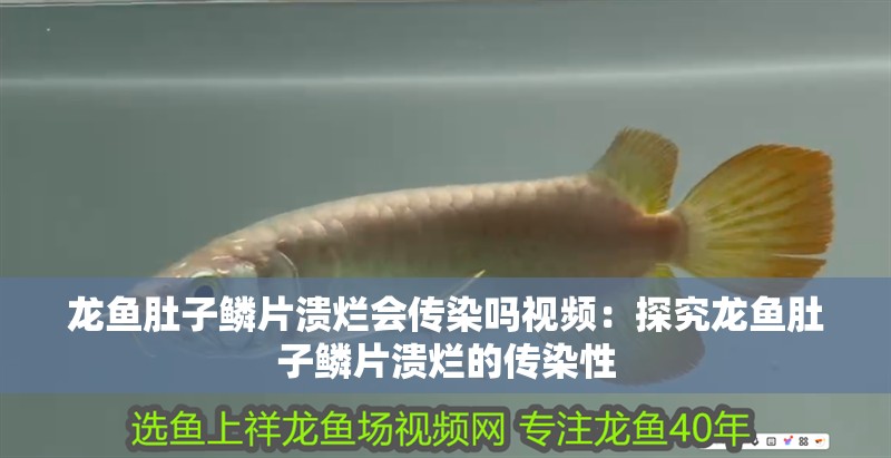 龍魚肚子鱗片潰爛會傳染嗎視頻：探究龍魚肚子鱗片潰爛的傳染性 龍魚肚子鱗片潰爛會傳染嗎視頻：探究龍魚肚子鱗片潰爛的傳染性 水族問答