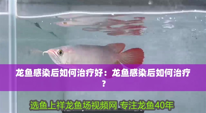龍魚感染后如何治療好：龍魚感染后如何治療？