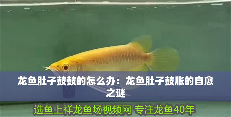 龍魚肚子鼓鼓的怎么辦：龍魚肚子鼓脹的自愈之謎