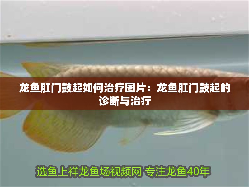 龍魚肛門鼓起如何治療圖片：龍魚肛門鼓起的診斷與治療