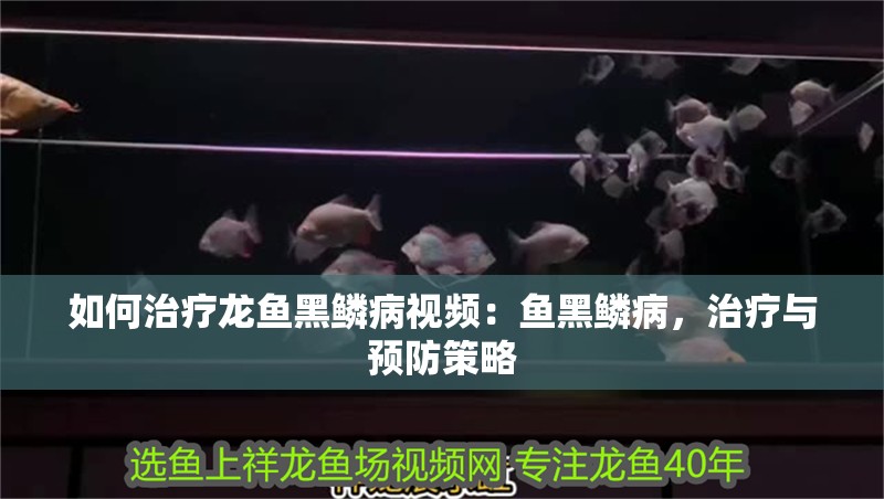如何治療龍魚黑鱗病視頻：魚黑鱗病，治療與預防策略