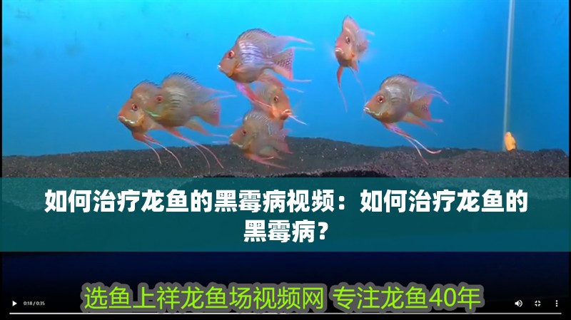 如何治療龍魚的黑霉病視頻：如何治療龍魚的黑霉病？