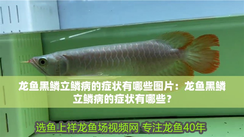 龍魚黑鱗立鱗病的癥狀有哪些圖片：龍魚黑鱗立鱗病的癥狀有哪些？