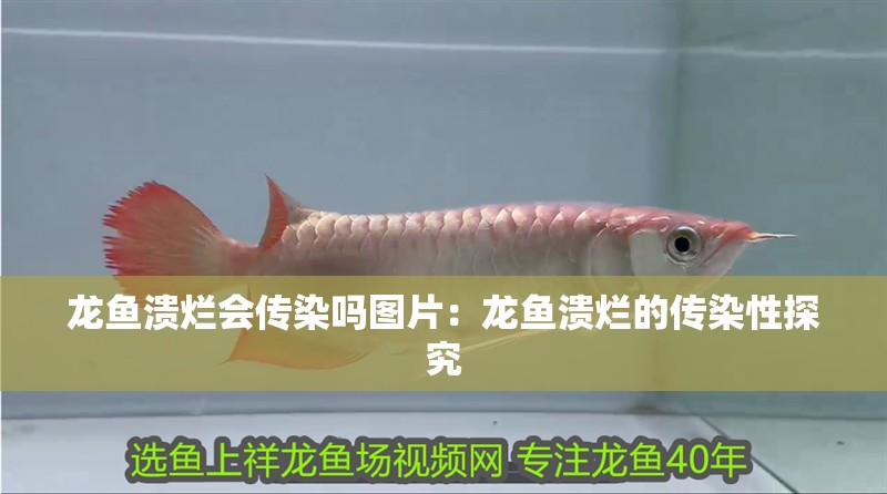 龍魚潰爛會傳染嗎圖片：龍魚潰爛的傳染性探究