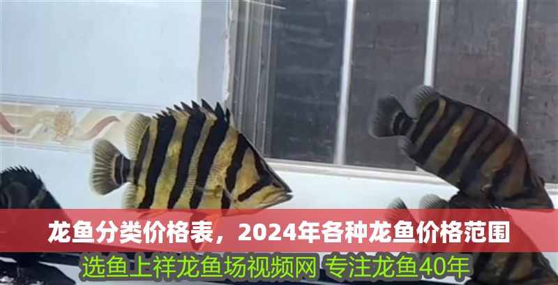 龍魚分類價格表，2024年各種龍魚價格范圍