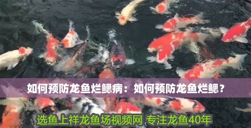 如何預防龍魚爛鰓病：如何預防龍魚爛鰓？