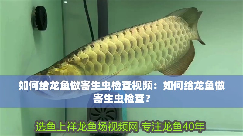 如何給龍魚做寄生蟲檢查視頻：如何給龍魚做寄生蟲檢查？