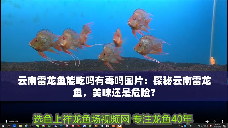 云南雷龍魚能吃嗎有毒嗎圖片：探秘云南雷龍魚，美味還是危險？ 云南雷龍魚能吃嗎有毒嗎圖片：探秘云南雷龍魚，美味還是危險？ 龍魚百科 第1張