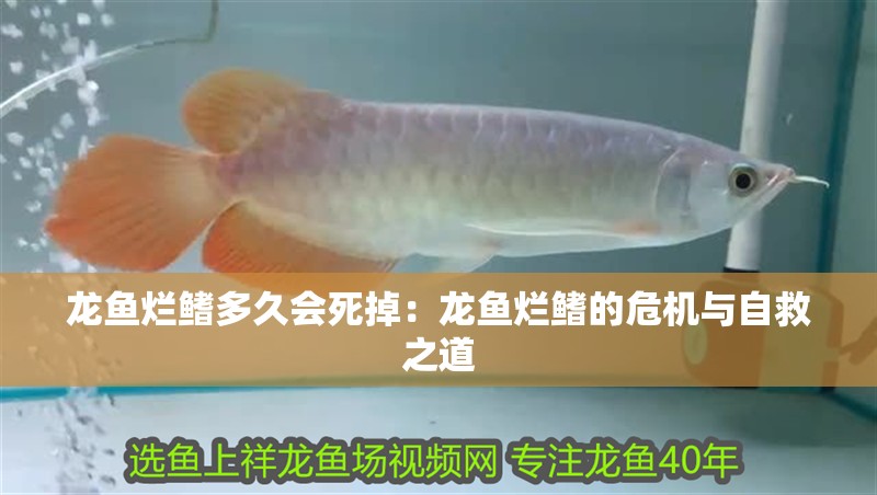 龍魚爛鰭多久會死掉：龍魚爛鰭的危機與自救之道