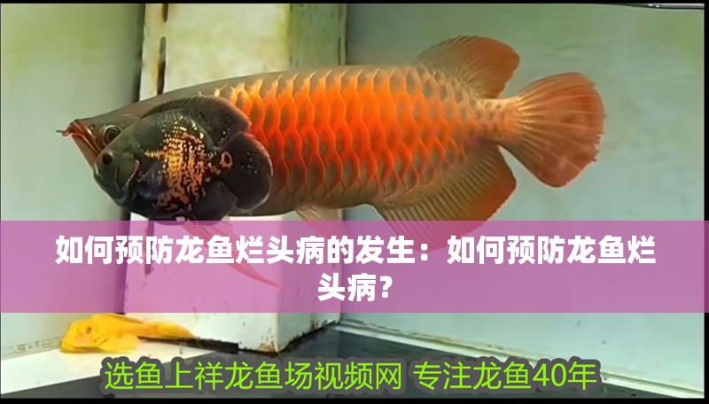 如何預(yù)防龍魚爛頭病的發(fā)生：如何預(yù)防龍魚爛頭??？