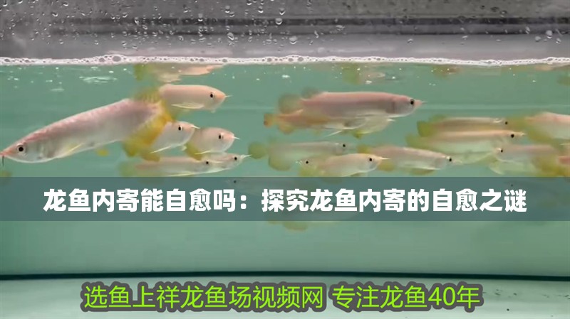 龍魚內寄能自愈嗎：探究龍魚內寄的自愈之謎